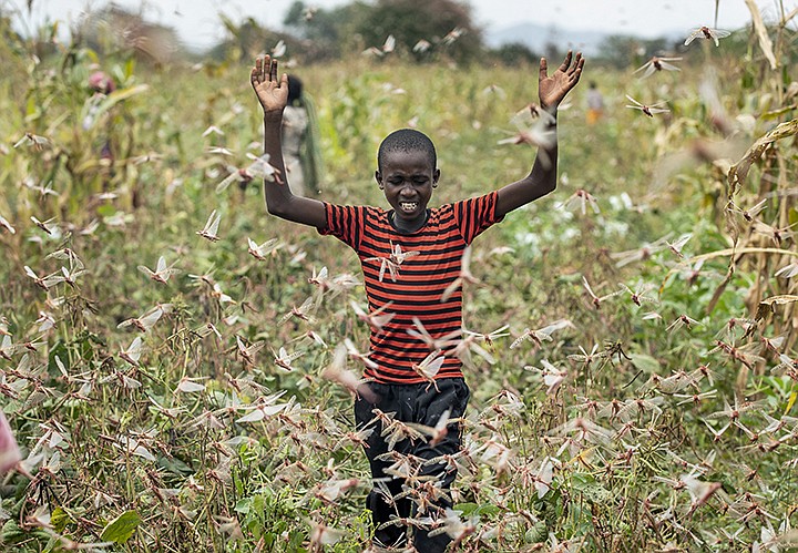 FILE - In this Friday, Jan. 24, 2020 file photo, a farmer's son raises his arms as he is surrounded by desert locusts while trying to chase them away from his crops, in Katitika village, Kitui county, Kenya. Locusts, COVID-19 and deadly flooding pose a "triple threat" to millions of people across East Africa, officials warned Thursday, May 21, 2020 while the World Bank announced a $500 million program for countries affected by the historic desert locust swarms. (AP Photo/Ben Curtis, File)