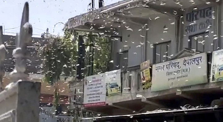 This grab made from Wednesday, May 27, 2020 video provided by KK Productions, shows locusts swarming over city and near by area in Indore, Madhya Pradesh, India. India is grappling with scorching temperatures and the worst locust invasion in decades as authorities prepared for the end of a months long lockdown despite recording thousands of new infections every day. (KK Production via AP)