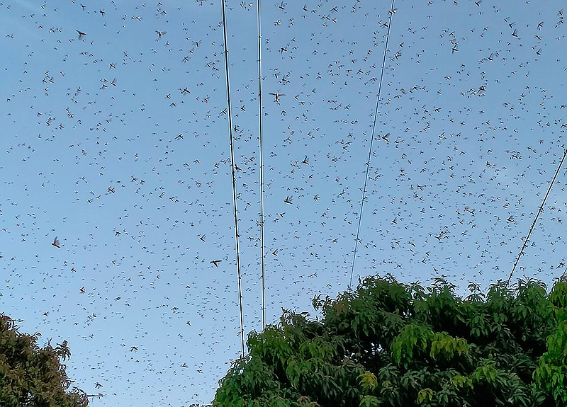 Locusts swarm above a mango tree orchard in Muzaffargarh, Pakistan, Friday, May 29, 2020. Pakistani officials say an outbreak of desert locusts is spreading across the country posing a threat to food security. (AP Photo/Tariq Qureshi)