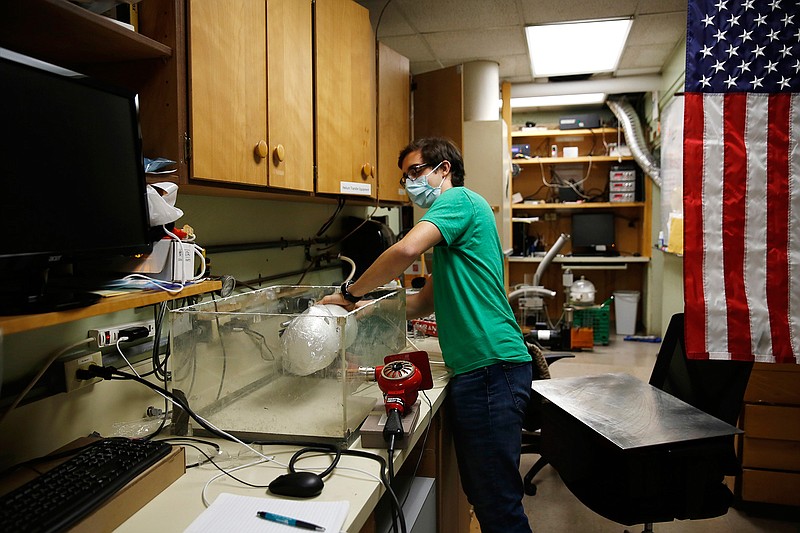 Albert Nazeeri demonstrates his system for disinfecting N95 respirators on May 27, 2020, in Los Angeles. The Caltech student was asked to watch over a geobiology lab once the coronavirus shutdown hit, and he used the equipment to create a way to reuse the masks. (Dania Maxwell/Los Angeles Times/TNS) 