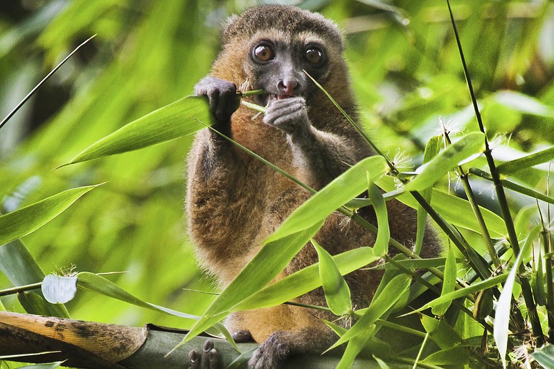 This 2019 photo provided by Noel Rowe and Centre ValBio shows a golden bamboo lemur in Madagascar. Conservation isn’t work that can simply be dropped for a while, then picked up again, “because it depends so much on relationships with people and local communities," said Patricia Wright, a biologist at Stony Brook University who has spent three decades building a program to protect Madagascar’s lemurs, big-eyed primates that live only on the island. (Noel Rowe/Centre ValBio via AP)