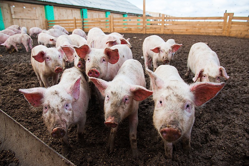The pork industry is at odds with the makers of plant-based foods over the naming of their products. (Dreamstime/TNS)