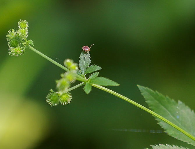 A male tick sits on a leaf Tuesday at the Runge Nature Conservation Center. The tick was performing a behavior known as "questing," in which the arachnid stretches out its arms in order to latch onto a potential host as it brushes past the plant.