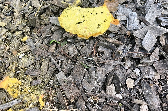 "Dog vomit slime mold" comes out in hot and humid weather.