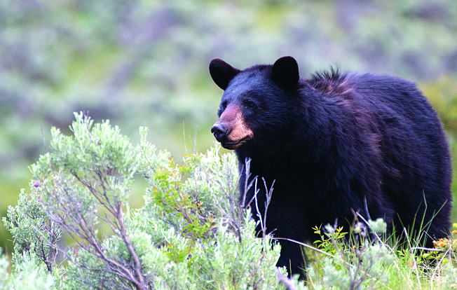 Sightings of black bears in Northeast Texas have been on the rise since April, signaliing the posibility of its eventual permanent return to the area, according to the Texas Parks and Wildlife Department.
