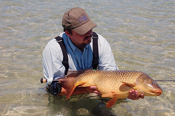 The common carp is a hard-fighting fish that can be caught on flies or spinning tackle.