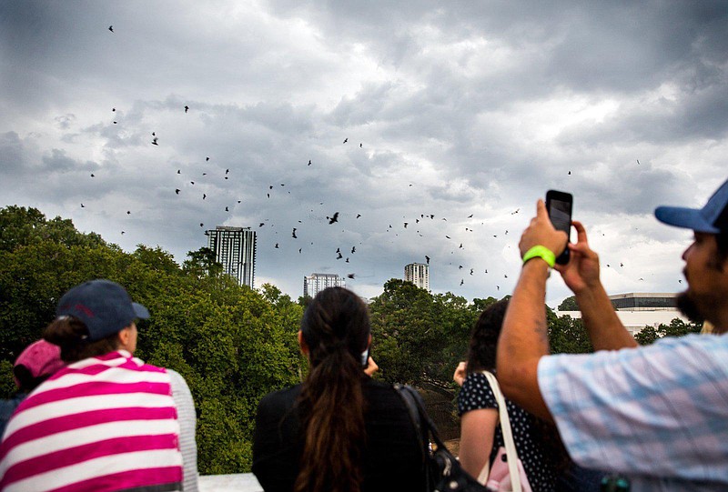 People watch bats fly out from under the South Congress bridge at the 15th annual Bat Fest in Austin, Texas, on August 24, 2019. (Eli Imadali/Austin American-Statesman/TNS)