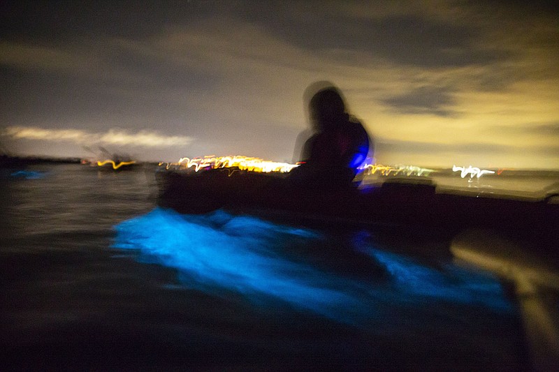 A long-exposure photo shows the bioluminescent blue glow of dinoflagellates beneath kayaks outside of Titusville on Tuesday, Sept. 11, 2018. (Patrick Connolly/Orlando Sentinel/TNS) 