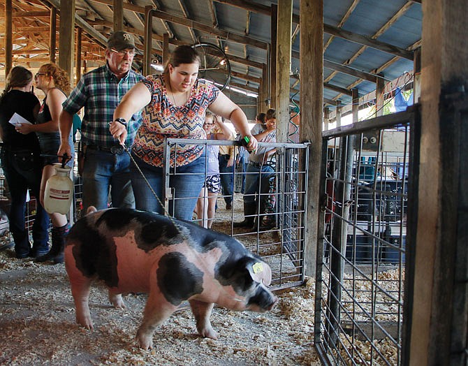 Pigs strut their stuff at Miller County Fair hog show Jefferson City