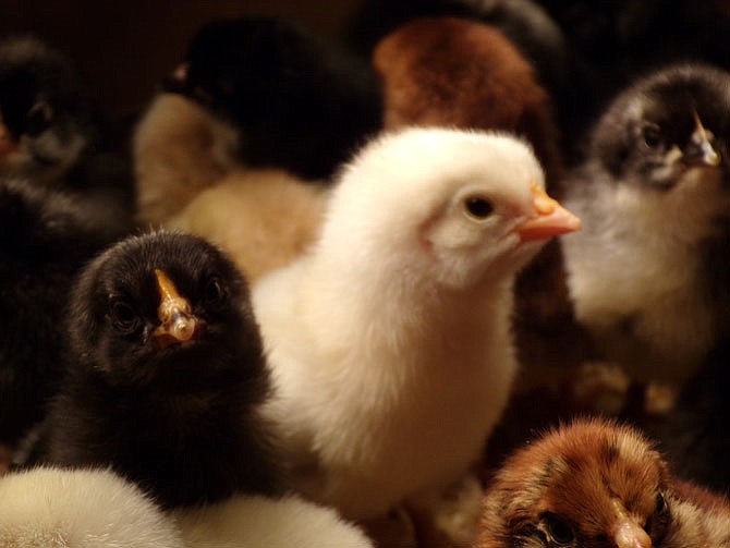 Amelia Rohrbach's photo "Just Born" earned runner-up in the Children's Barnyard division of the 2020 Focus on Missouri Agriculture Photo Contest.