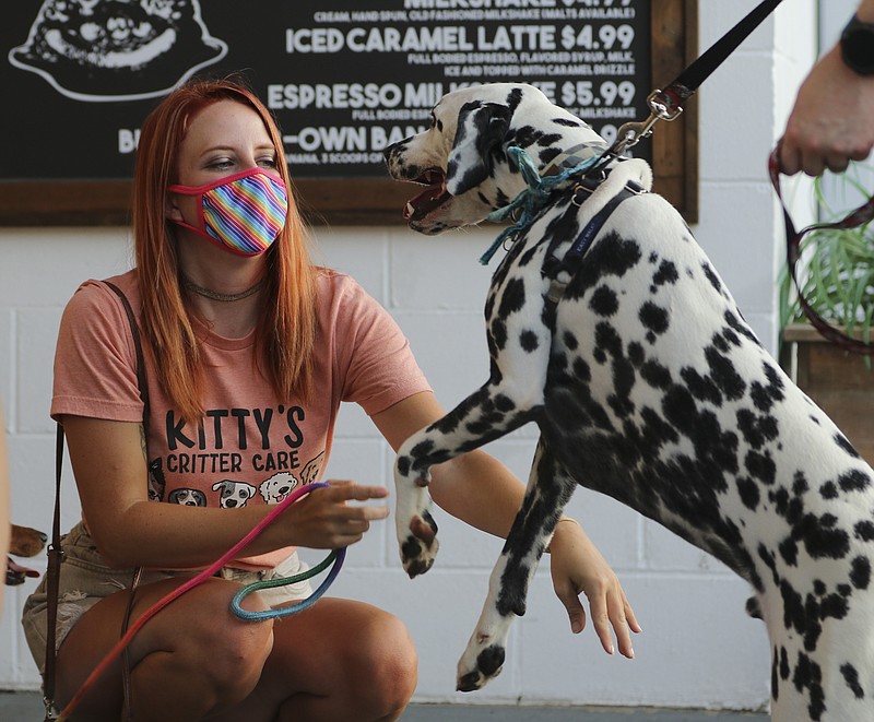 Mackenzie "Kitty" Walker, of Kitty's Critter Care, plays with a rambunctious Dalmatian on Thursday at Premium Pets and Ice Cream Factory's Doggie Ice Cream Social. 