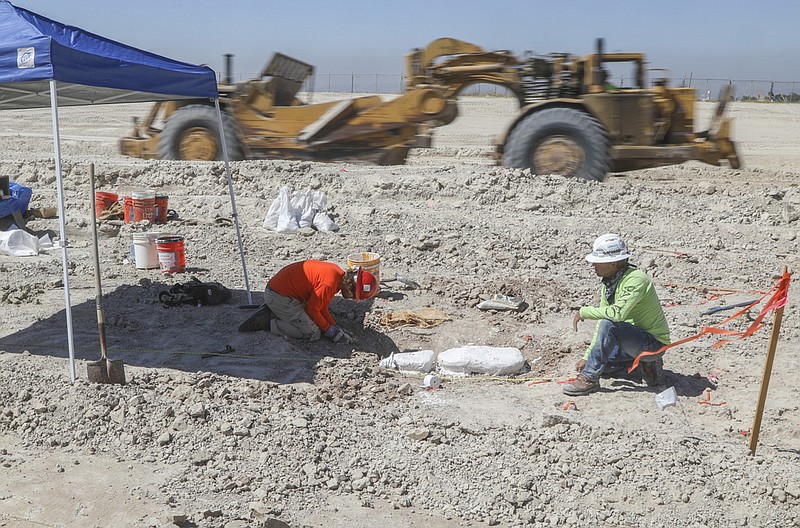 With construction equipment speeding by in the background, Paleontologists Kessler Randall (left) and Todd Ryan from the San Diego Natural History Museum work at an excavation site in Otay Mesa area on July 9, 2020 in San Diego, California. A trove of fossils, including extinct camels, rodents and carnivores, that could be as old as 28 million years have been unearthed in Otay Mesa, where Caltrans is building a freeway that will connect to a new border crossing. (Eduardo Contreras/San Diego Union-Tribune/TNS)