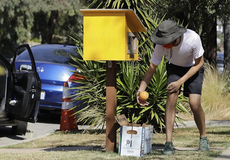 Marc O'Brien pulls citrus from a box in front of a home in Los Angeles' Silver Lake neighborhood during a Fruit-Share event on July 12, 2020. (Myung J. Chun/Los Angeles Times/TNS)