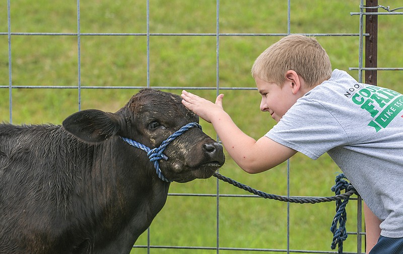 Clayton Eiken pats 4-month-old Bo, a brangus calf, on his head while waiting to clean him and his twin brother, Luke, to prepare them for the show ring. Eiken and his sister, Emma, are from E&C Show Cattle and are veterans of showing at the Jefferson City Jaycees Cole County Fair. FFA and 4-H activities continued Monday with the market beef weigh-in and bucket calf show.