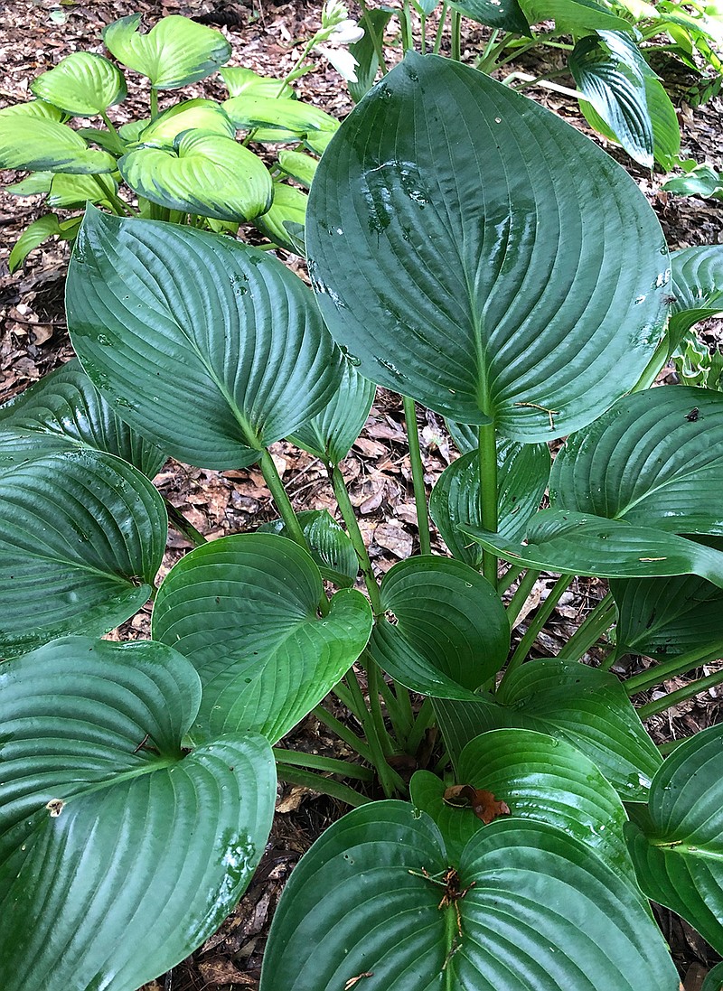 Shadowland Empress Wu can reach 3 to 4-feet tall with a spread up to 6-feet. Stained Glass hosta in the background looks miniscule in comparison.
 (Norman Winter/TNS) 