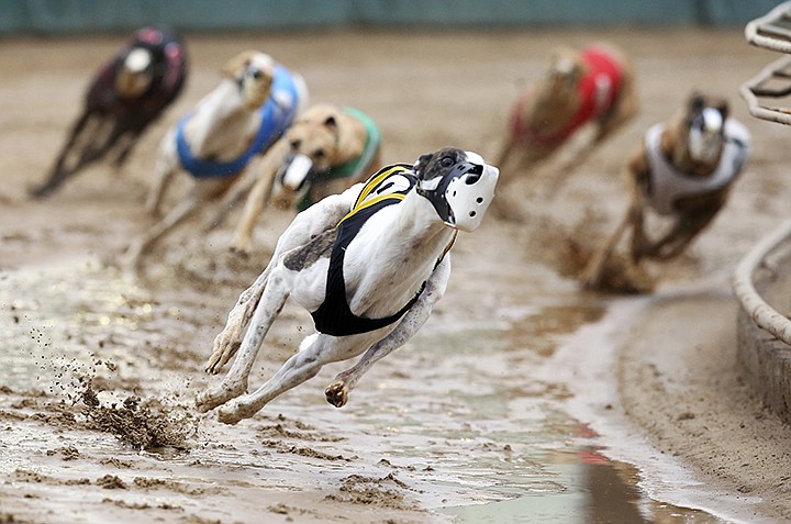 In this May 17, 2020, file photo, Greyhounds compete in a race at Iowa Greyhound Park in Dubuque, Iowa. U.S. Reps. Tony Cardenas, D-California., and Steve Cohen, D-Tennessee, have introduced legislation Wednesday, July 29, 2020, that would ban greyhound racing in the U.S. The bill comes after a group that has fought against dog racing said it has videos showing racing greyhounds being trained with live rabbits in at least three Midwestern states. (Nicki Kohl/Telegraph Herald via AP, File)
