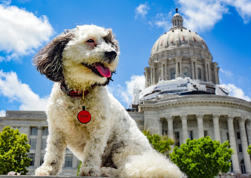 Olive gains recognition as a hero dog Jefferson City News Tribune