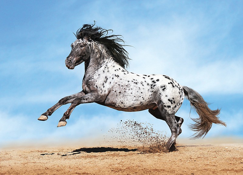 HER, How the Appaloosa escaped extinction