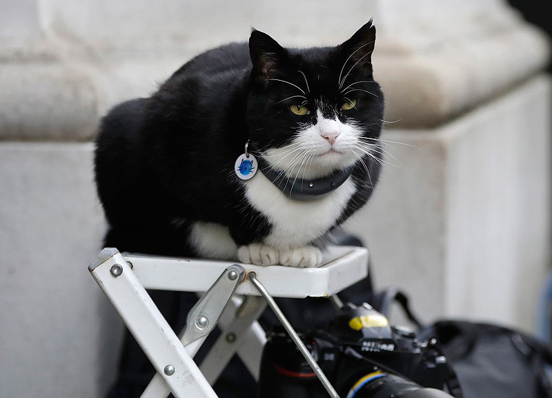 In this file photo dated Tuesday, Feb. 12, 2019, Palmerston, the Foreign Office cat sits on a photographer's ladder at Downing Street in London.  It is announced Friday Aug. 7, 2020, that Palmerston is retiring from his hectic city job, and will retire to the countryside after four long, hard years on the job. (AP Photo/Kirsty Wigglesworth)