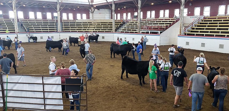 Livestock is shown at the 2019 Missouri State Fair. (Photo submitted)