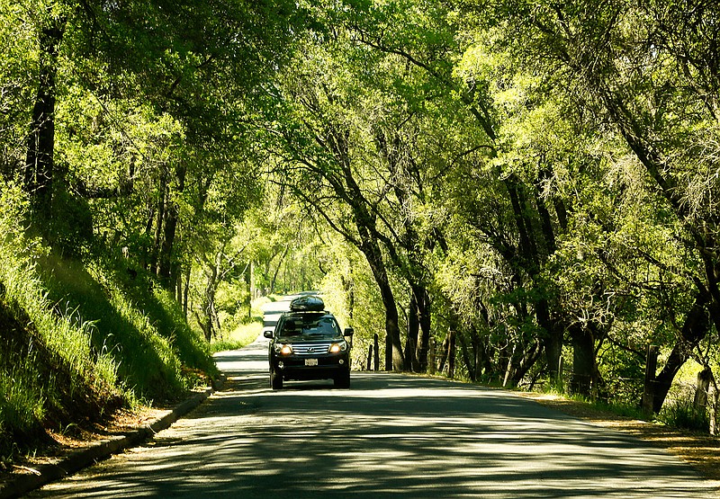 Six Mile Road in the heart of Gold Country provides a scenic drive through a canopy of trees in the town of Murphys, California, on May 2, 2017. (Mark Boster/Los Angeles Times/TNS)