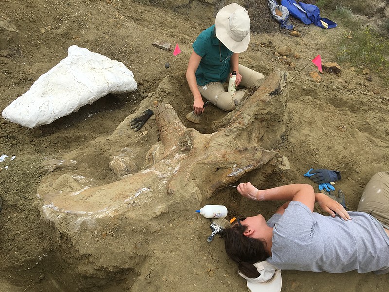 Westminster student Colette Faiella and former student Mariah O'Brien work on excavating the skull.