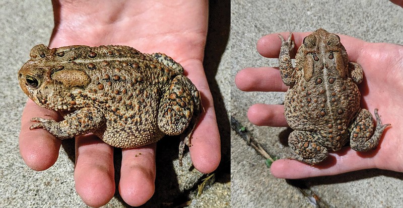 It can be tricky to tell apart Missouri's four true toads. A few tell-tale signs point toward this chunky Fulton-dwelling specimen being an American toad. The spots on its upper back hold only one or two warts apiece, and the bony crest on the top of its head is prominent and point toward its parotid glands (those two oval spots behind its head).