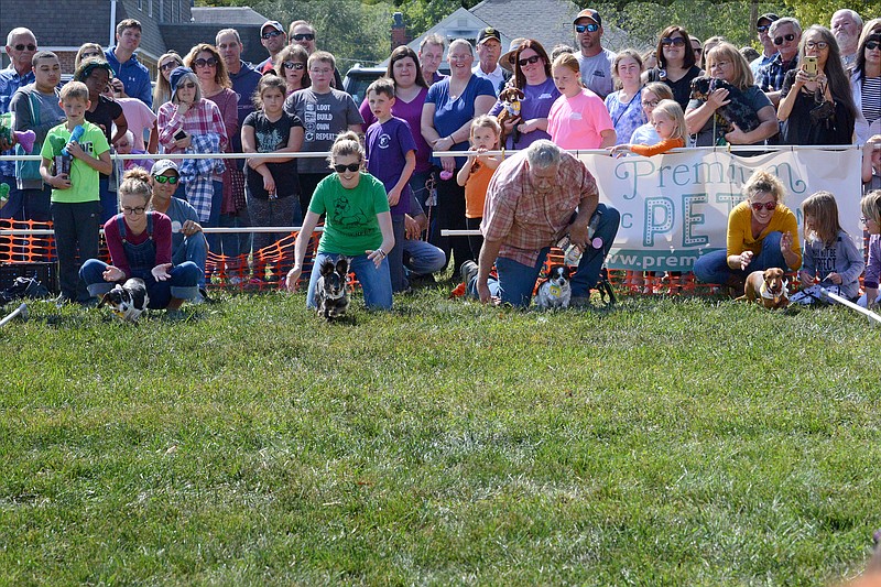 <p>Owners release their dachshunds to race to the finish line during the Dachshund Derby during 2018 Oktoberfest in Old Munichburg. A scaled down event later this month will not feature the usual race, but dachshund fans can take part in the Oktoberfest Dachshund Beauty Contest. News Tribune file photo</p>