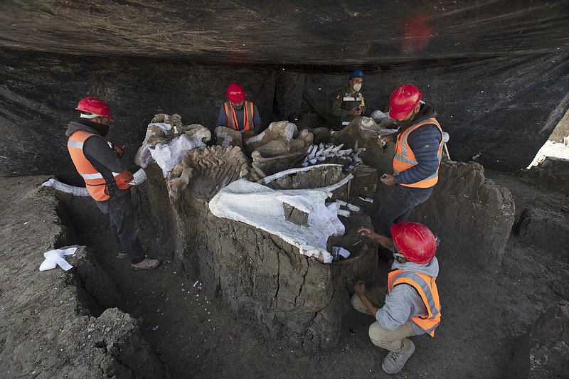 Paleontologists work to preserve the skeleton of a mammoth that was discovered at the construction site of Mexico City’s new airport in the Santa Lucia military base, Mexico, Thursday, Sept. 3, 2020. The paleontologists are busy digging up and preserving the skeletons of mammoths, camels, horses, and bison as machinery and workers are busy with the construction of the Felipe Angeles International Airport by order of President Andres Manuel Lopez Obrador. (AP Photo/Marco Ugarte)