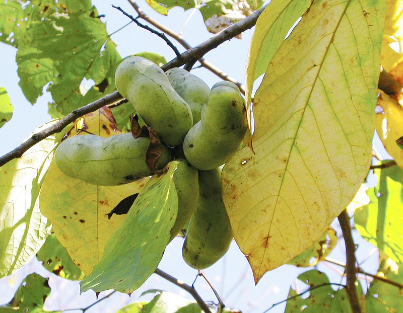 The pawpaw ripens in late summer and early fall.