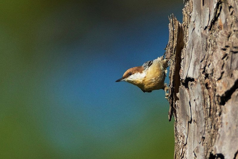 The small brown-headed nuthatch sounds a bit like a rubber duck.