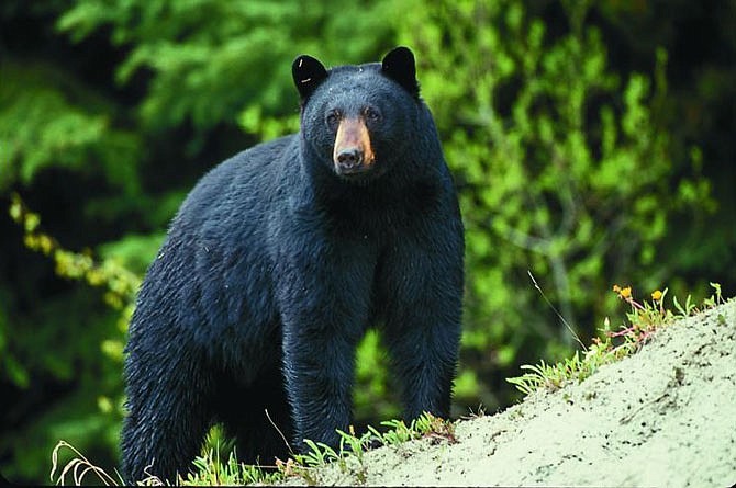 The Missouri Conservation Commission recently approved a framework from MDC for a future black bear hunting season for Missouri residents and is asking for public feedback on the proposed framework Oct. 16-Nov. 14.