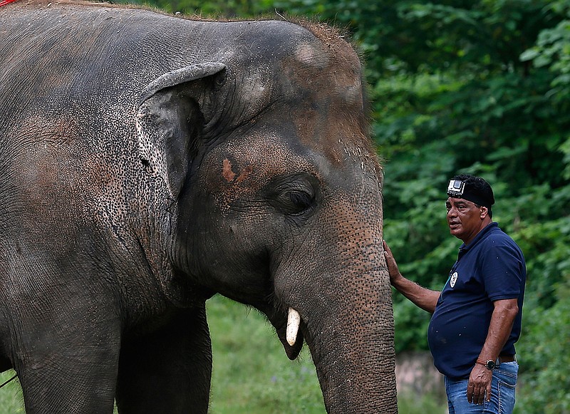 A veterinary from the international animal welfare organization 'Four Paws' offers comfort to an elephant named 'Kaavan' during his examination at the Maragzar Zoo in Islamabad, Pakistan, Friday, Sept. 4, 2020. The team of vets are visiting Pakistan to assess the health condition of the 35-year-old elephant before shifting him to a sprawling animal sanctuary in Cambodia.   (AP Photo/Anjum Naveed)