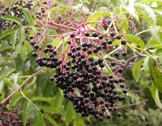 Elderberries are among the edible fruits that grow in Missouri. They are often used to make homemade cough medicine.