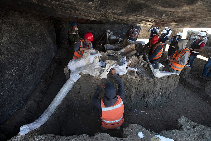 Paleontologists work to preserve the skeleton of a mammoth that was discovered at the construction site of Mexico City's new airport in the Santa Lucia military base, Mexico, Thursday, Sept. 3, 2020. The paleontologists are busy digging up and preserving the skeletons of mammoths, camels, horses, and bison as machinery and workers are busy with the construction of the Felipe Angeles International Airport by order of President Andres Manuel Lopez Obrador. (AP Photo/Marco Ugarte)