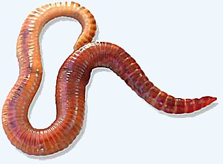 Red wigglers (Eisenia fetida), a species of earthworm often used as live bait by anglers, is also an invasive species in the United States.