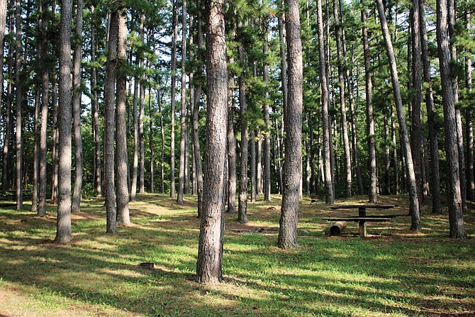 The Dry Fork Horse Camp, Pine Ridge Campground and Carrington Pits Picnic Site are some of the MTNF recreation sites near Fulton. 