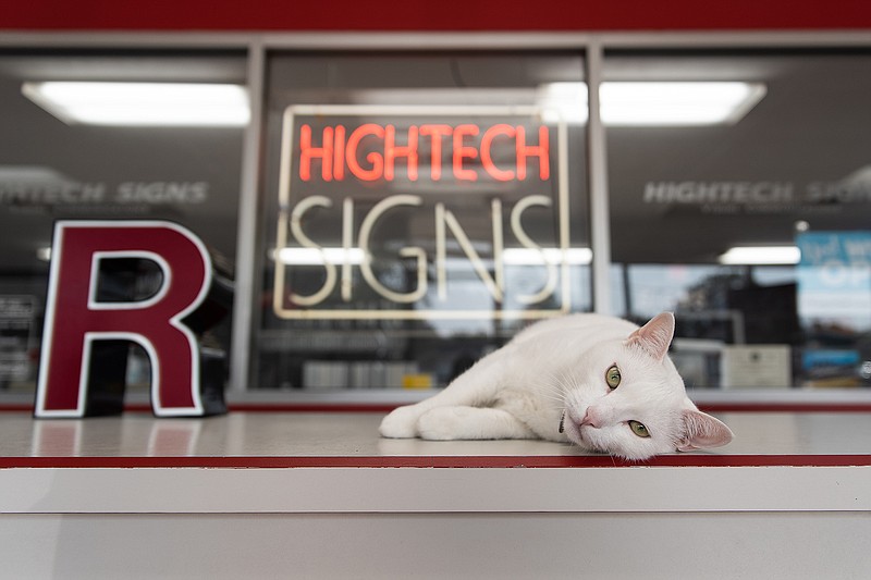 Casper, an all-white bobtail cat, waits to greet customers at his home, Hightech Signs on New Boston Road. He is 6 years old and lives permanently at the store. The office manager said Casper faced some quarantine blues because he wasn't able to greet customers when Hightech had to close their doors to the public.