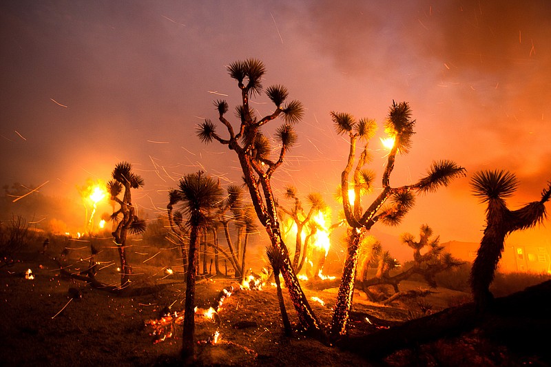 The wind whips embers from the Joshua trees burned by the Bobcat Fire in Juniper Hills, Calif., Friday, Sept. 18, 2020. (AP Photo/Ringo H.W. Chiu)