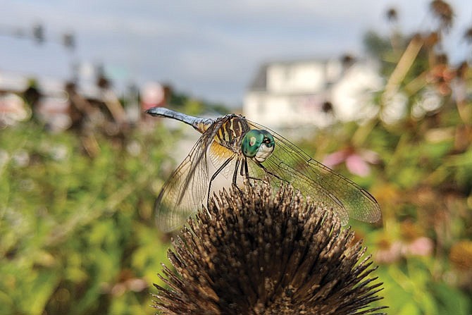 A garden full of native plants attracts beneficial insects, such as this Blue Dasher dragonfly, pictured here perching on a purple coneflower seedhead. The Missouri Department of Conservation encourages leaving dead plants in the garden over the winter to provide shelter and food for creatures.