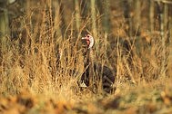 <p>Courtesy of Missouri Department of Conservation</p><p>Missouri’s 2020 fall firearms turkey season runs Oct. 1-31</p>