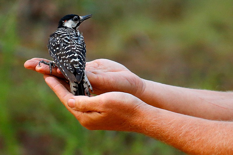 In this July 30, 2019, file photo, a red-cockaded woodpecker looks to a biologist as it is released back into in a long leaf pine forest at Fort Bragg in North Carolina. A bird declared endangered in 1970 -- the red-cockaded woodpecker, which taps pine sap to protect babies from snakes and gets its sons to help care for the next clutch of nestlings -- has recovered enough to relax federal protection, officials said Friday, Sept. 25, 2020. (AP Photo/Robert F. Bukaty, File)