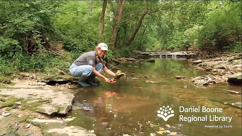 A recent Daniel Boone Regional Library livestream took viewers to the creek to learn about picking up litter.