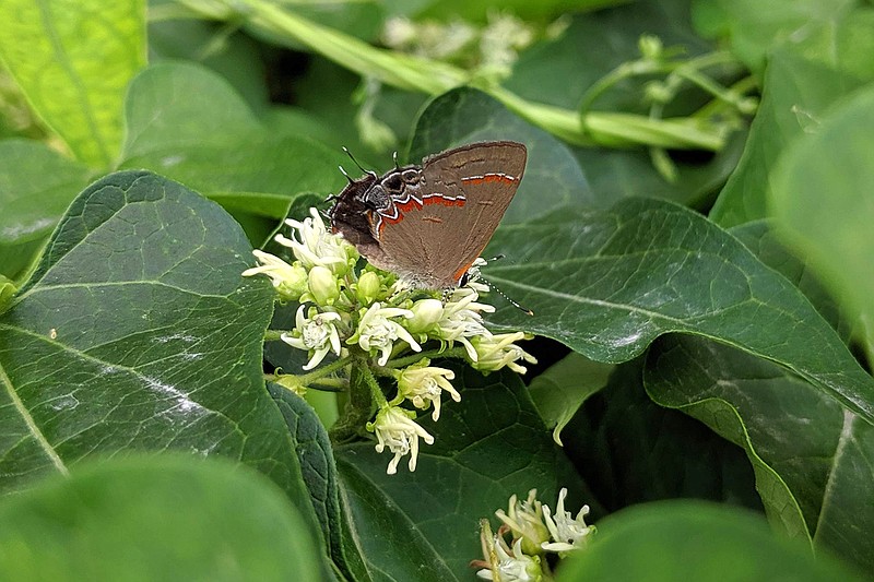 Many pollinators enjoy sipping on milkweed's nectar. This red-banded hairstreak is visiting honey-vine milkweed in downtown Fulton.