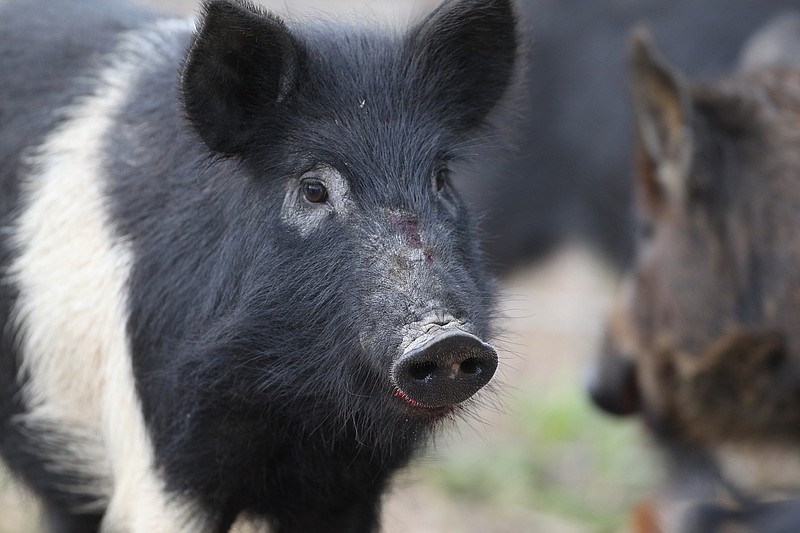 This undated photo shows feral hogs at the Sulphur River Wildlife Management Area in Miller County, Arkansas.