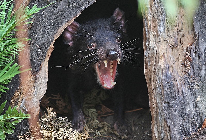In this Dec. 21, 2012, file photo, Big John the Tasmanian devil growls from the confines of his tree house as he makes his first appearance at the Wild Life Sydney Zoo in Sydney. Tasmanian devils, the carnivorous marsupials whose feisty, frenzied eating habits won the animals cartoon fame, have returned to mainland Australia for the first time in some 3,000 years. Conservation groups have recently released some cancer-free devils in a wildlife refuge on the mainland, and they plan to release more in the coming years. Their hope is that the species will thrive and improve the biodiversity.  (AP Photo/Rob Griffith, File)