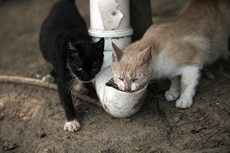 Cats eat from a food dispenser filled up by volunteers from Animal Heart Protectors on Furtada Island, popularly known as “Island of the Cats,” in Mangaratiba, Brazil, Tuesday, Oct. 13, 2020. Volunteers are working to ensure the stray and feral cats living off the coast of Brazil have enough food after fishermen saw the animals eating others' corpses, an unexpected consequence of the coronavirus pandemic after restrictions forced people to quarantine, sunk tourism, shut restaurants that dish up seafood and sharply cut down boat traffic around the island. (AP Photo/Silvia Izquierdo)