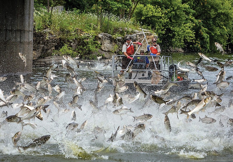 Scenes like this with Asian carp jumping out of the water are becoming more common in rivers across the Midwest.