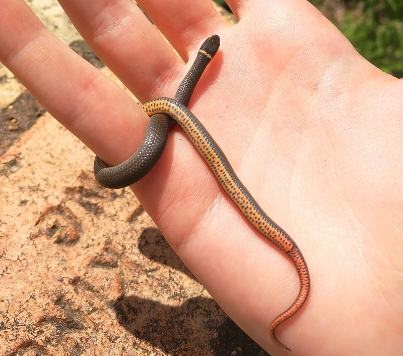 As befitting their name, prairie ring-necked snakes make a stylish accessory for the brave nature-lover. These tiny and harmless native snakes are easily recognizable due to the distinctive yellow ring around their neck and their colorful bellies.