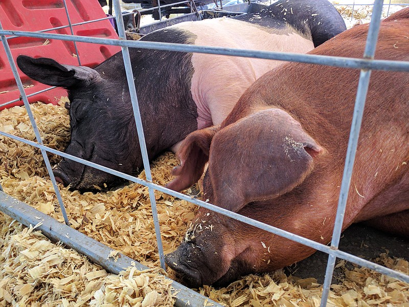 These swine can keep snoozing — the "Pearls in Production" Women in Agriculture conference is going virtual this year.